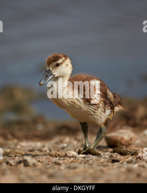 Oca egiziana (Alopochen aegyptiacus) gosling, Serengeti National Park, Tanzania, Africa orientale, Africa Foto Stock