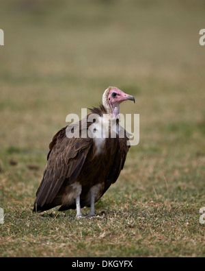 Hooded vulture (Necrosyrtes monachus), il Parco Nazionale del Serengeti, Tanzania, Africa orientale, Africa Foto Stock