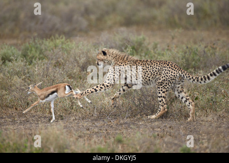 Ghepardo (Acinonyx jubatus) cub a caccia di un bambino Thomson (gazelle Gazella thomsonii), il Parco Nazionale del Serengeti, Tanzania Africa Foto Stock