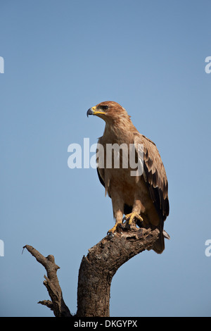 Bruno eagle (Aquila rapax), il Parco Nazionale del Serengeti, Tanzania, Africa orientale, Africa Foto Stock