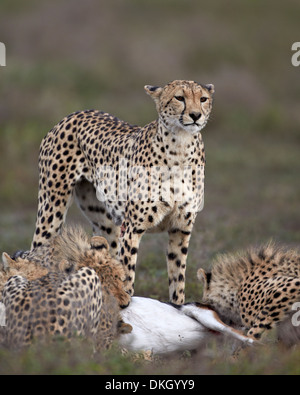 Ghepardo (Acinonyx jubatus) madre a uccidere con i suoi tre cuccioli, Serengeti National Park, Tanzania, Africa orientale, Africa Foto Stock