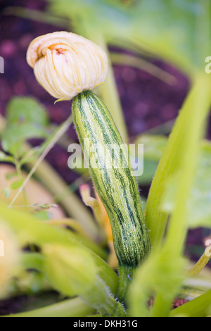 Zucchine (Cucurbita pepo) cresce in giardino Foto Stock