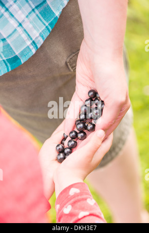 Donna e bambino la raccolta di Ribes nero (Ribes nigrum) in giardino Foto Stock