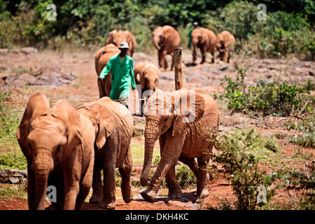 Il David Sheldrick l'Orfanotrofio degli Elefanti prende in bambini elefanti, Loxodonta africana di cacciatori di frodo orfane, Nairobi, Kenya, Africa Foto Stock