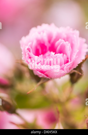 Close up wet fiore rosa ricoperto di gocce di pioggia Foto Stock