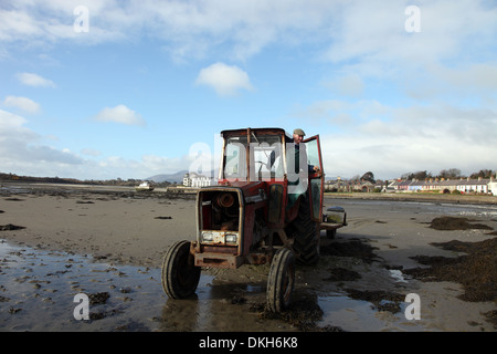 Oyster farmer Robert Graham circa per la raccolta di Dundrum Bay ostriche a bassa marea, Dundrum Bay, Co. Down, Irlanda del Nord Foto Stock