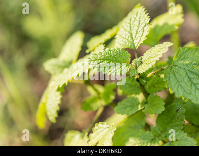 Melissa (Melissa officinalis) cresce in giardino Foto Stock