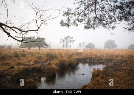 Il paesaggio del Parco Nazionale "de Groote Peel' nei Paesi Bassi in un giorno di nebbia. Nella parte anteriore un foro dove la torba è stato scavato. Foto Stock