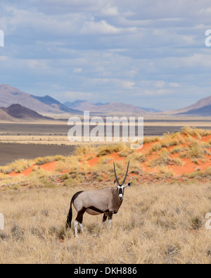 Gemsbok (Oryx gazella) sulle dune del NamibRand Riserva Naturale, Namib Desert, Namibia, Africa Foto Stock