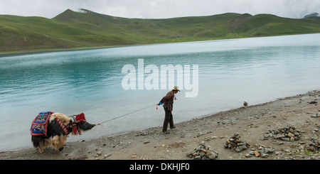 Il Tibetano contadino con decorate Yak al Lago Yamdrok, Nagarze, Shannan, Tibet, Cina Foto Stock