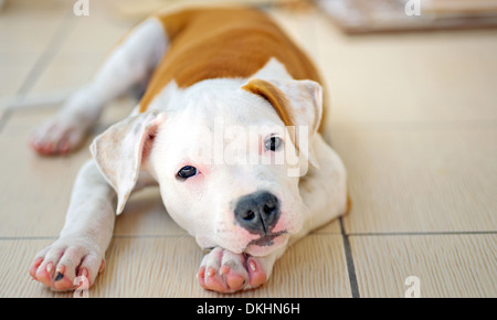 American Staffordshire terrier appoggiata Foto Stock