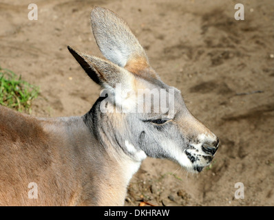 Canguro rosso (Macropus rufus) in un zoo impostazione Foto Stock