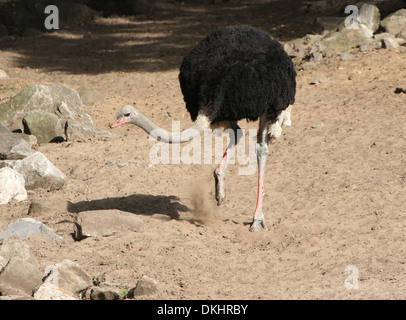 Comune di sesso maschile (struzzo Struthio camelus) Foto Stock