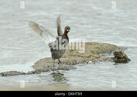 Tuffetto (Tachybaptus ruficollis), sul fango sputare fuori di acqua Foto Stock