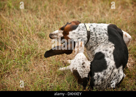 26 nov 2009 - pini del sud, North Carolina, Stati Uniti d'America - A hound graffi se stessa alla fine della caccia durante la contea di Moore Hounds fox hunt in campo Hobby nel sud di pini, North Carolina. La Contea di Moore Hounds fox hunt è stata una tradizione in Pini del Sud dal 1914, quando la contea di Moore Hounds sono state fondate da nipoti di James Boyd, un acciaio e magnate ferroviario da Penns Foto Stock