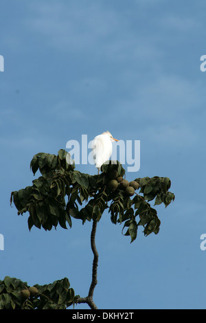 Un Airone guardabuoi appollaiato su un albero da frutto in Cotacachi, Ecuador Foto Stock