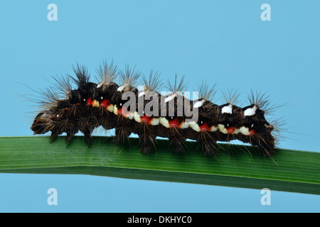 Chiusura del nodo falena erba larva,Acronicta rumicis,su una lama di erba,Essex REGNO UNITO Foto Stock