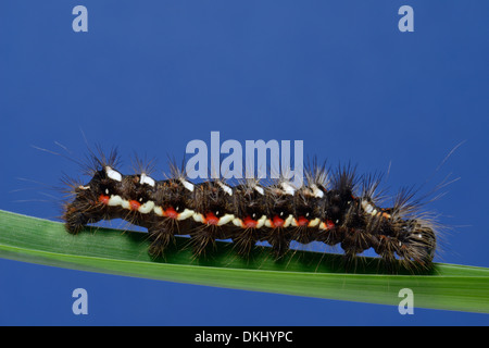 Chiusura del nodo falena erba larva,Acronicta rumicis,su una lama di erba,Essex REGNO UNITO Foto Stock