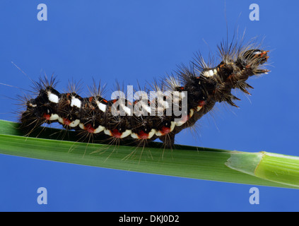 Chiusura del nodo falena erba larva,Acronicta rumicis,su una lama di erba,Essex REGNO UNITO Foto Stock