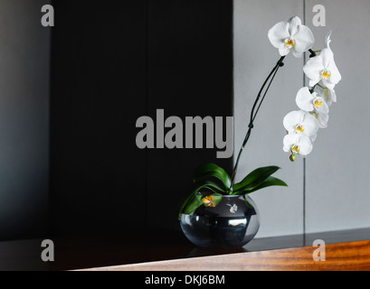 Orchidee in vaso sul contatore Foto Stock