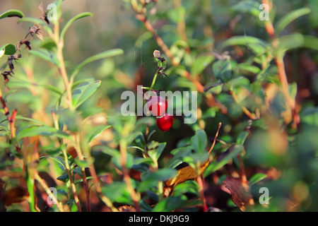 Foxberry su un ramoscello verdeggiante nella foresta di prima mattina con gocce d'acqua Foto Stock