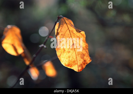 Giallo Foglie di autunno al sole del mattino.ultime foglie di autunno. Foto Stock