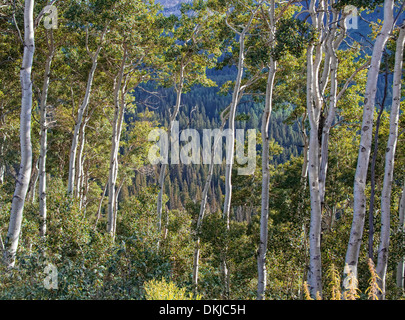 Abete rosso su una collina distante visto attraverso la whiteslender tronchi di una foresta aspen nelle montagne Wasatch Foto Stock