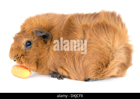 La cavia di mangiare una carota; isolato su bianco Foto Stock