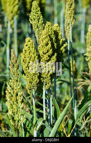 Miglio di aia giapponese e (Echinochloa frumentacea) su un campo in Dordogne, Aquitania, in Francia, in Europa Foto Stock