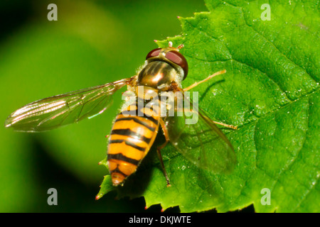 La marmellata di arance Hoverfly - Episyrphus balteatus Foto Stock