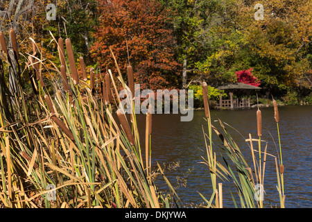 Central Park in autunno, NYC Foto Stock