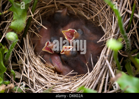 Uccelli baby sparrow nest uccellini nido Pulcini Uova Foto Stock