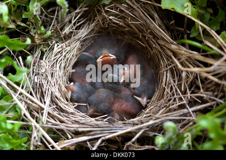 Uccelli baby sparrow nest uccellini nido Pulcini Uova Foto Stock