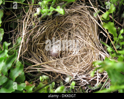 Uccelli baby sparrow nest uccellini nido Pulcini Uova Foto Stock