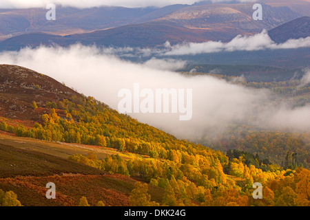 Vista del Glenmore Forest e Cairngorms dal sud-est di Aviemore, Scozia Foto Stock