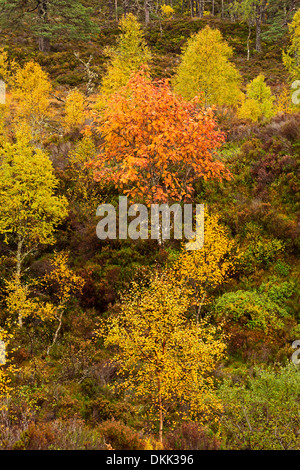 Glen Affric, colori autunnali dal fiume Affric Trail, Highlands scozzesi Foto Stock