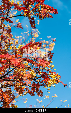 Guardando attraverso il golden foglie e bacche di colore giallo di un Monte Ceneri Rowan tree verso un luminoso cielo blu Foto Stock