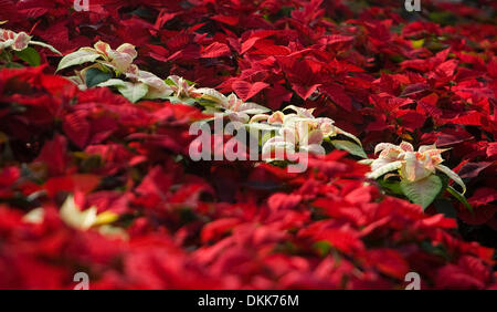 Nov. 24, 2009 - Redding, CALIFORNIA, STATI UNITI D'AMERICA - Eli Worden, 19, acque poinsettias Martedì, parte della sua routine mensile presso il Collegio di Shasta Farm. I poinsettias fanno parte della propagazione nel vegetale programma e sarà in vendita il prossimo tre fine settimana a beneficiare il reparto orticoltura e attività correlate..Nathan Morgan/proiettore Record. (Credito Immagine: © Redding Record/proiettore ZUMApr Foto Stock