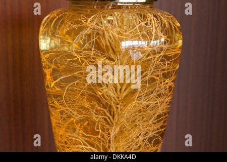 Insamju - Tradizionale Coreano alcol medicinale fatta con ginseng - Seoul, Corea del Sud Foto Stock
