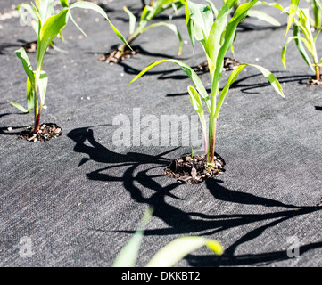 Primo piano della stuoia di erbaccia utilizzati per il controllo delle erbe infestanti in orto con sani plantule di mais. Foto Stock