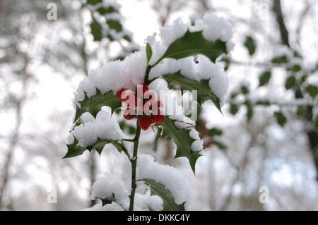 Neve di Holly Foto Stock