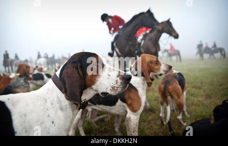 26 nov 2009 - pini del sud, North Carolina, Stati Uniti d'America - i segugi stare fuori nella nebbia prima di dirigervi in esso per la contea di Moore Hounds fox hunt in campo Hobby nel sud di pini, North Carolina. La Contea di Moore Hounds fox hunt è stata una tradizione in Pini del Sud dal 1914, quando la contea di Moore Hounds sono state fondate da nipoti di James Boyd, un acciaio e magnate ferroviario da Foto Stock