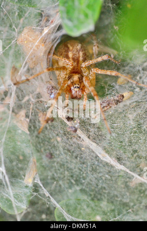Dettagli del ragno nel suo nido sul web Foto Stock