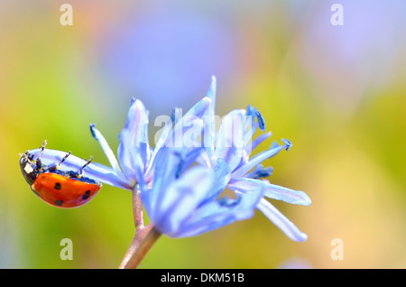 Coccinella sul fiore in primavera tempo Foto Stock