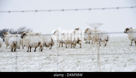 Un gregge di pecore in neve in inverno sul Exmoor, REGNO UNITO Foto Stock