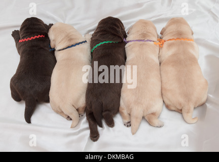 Cinque labrador retriever cuccioli (una settimana di età) Foto Stock