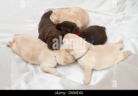 Sette labrador retriever cuccioli (una settimana di età) Foto Stock