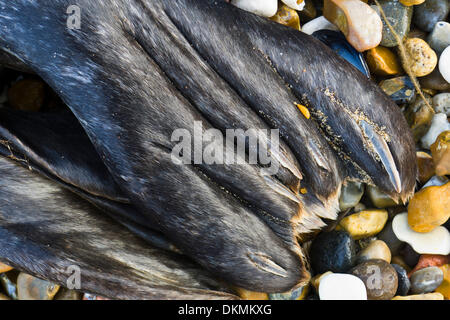 Heacham, Norfolk, Regno Unito . 07Th Dec, 2013. In seguito alla crisi dei picchi di marea una guarnizione morto viene lavato fino sulla spiaggia Heacham in Norfolk, Regno Unito. Credito: Stuart Aylmer/Alamy Live News Foto Stock