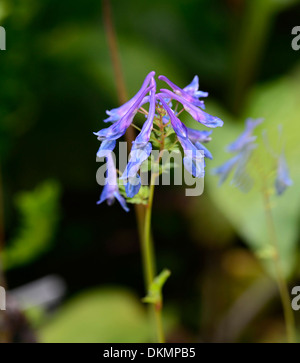 Corydalis flexuosa foglia viola, fiori primavera perenni bosco ombra legno blu pianta ritratti primi piani Foto Stock