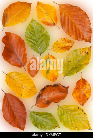 Foglie di autunno su uno sfondo color pastello Foto Stock